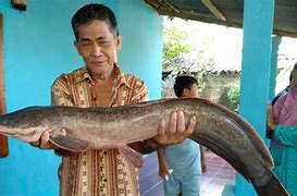 Mimpi Dapat Ikan Lele Besar