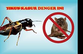 Suara Jangkrik Pengusir Tikus Mp3 Durasi Panjang